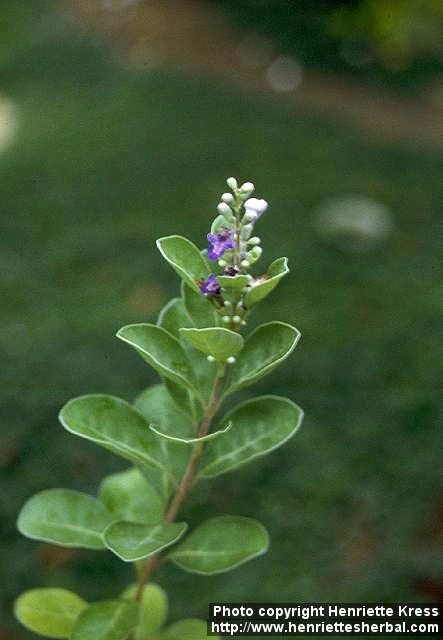 Photo: Vitex rotundifolia.