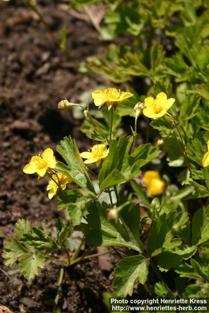 Photo: Waldsteinia ternata 1.