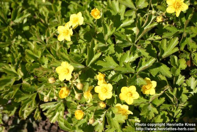 Photo: Waldsteinia ternata 3.