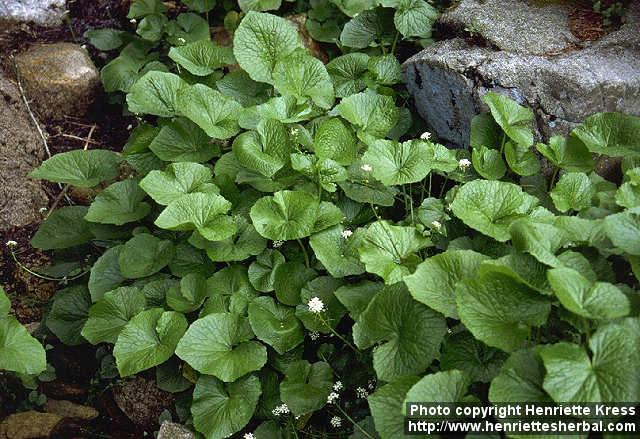 Photo: Wasabia japonica 1.