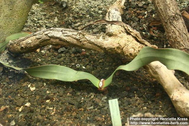 Photo: Welwitschia mirabilis.