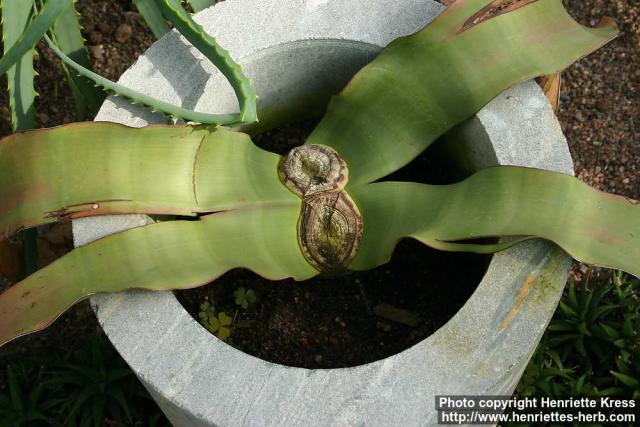 Photo: Welwitschia mirabilis 1.