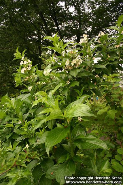 Photo: Weigela coraeensis 0.