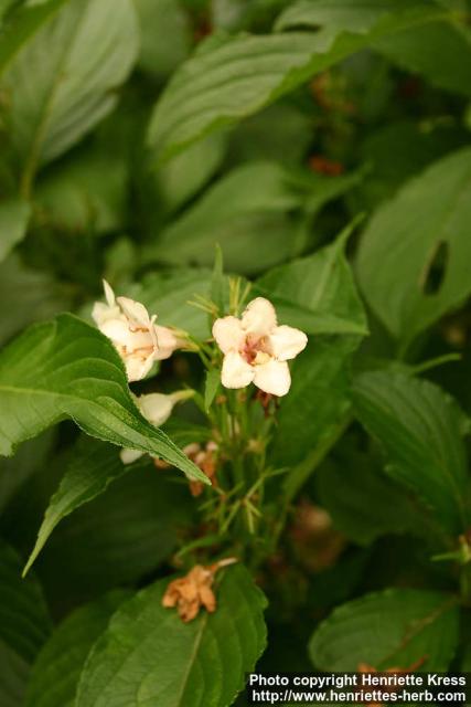 Photo: Weigela coraeensis 1.