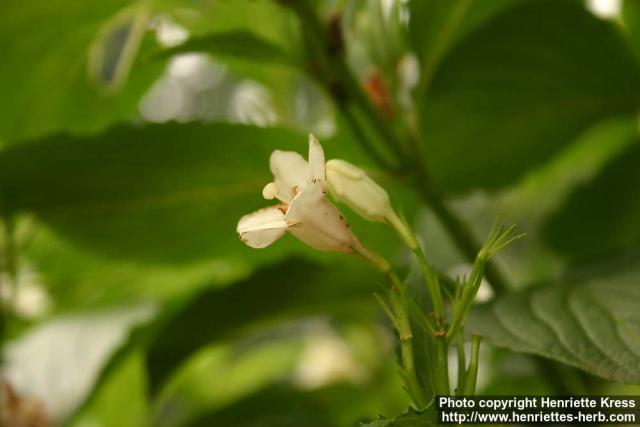 Photo: Weigela coraeensis 2.