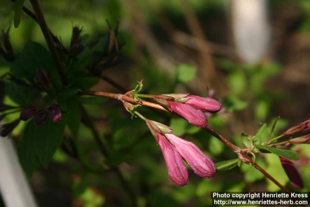 Photo: Weigela praecox 0.