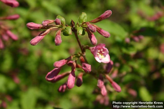 Photo: Weigela florida 0.