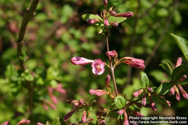 Photo: Weigela florida 2.