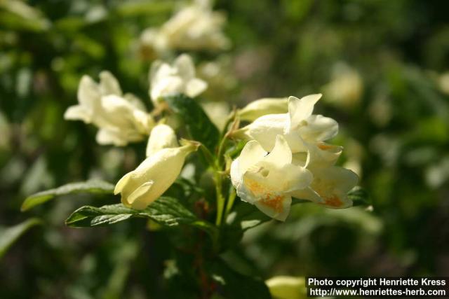 Photo: Weigela middendorffiana 3.