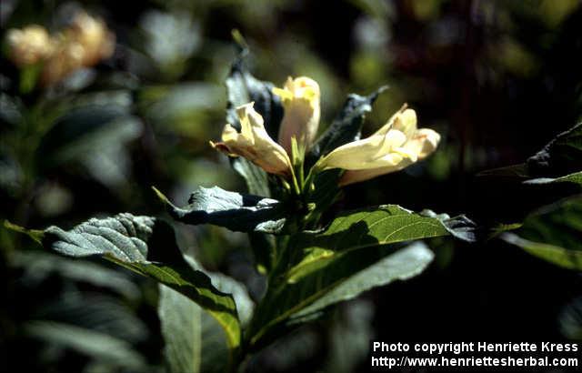 Photo: Weigela middendorffiana 1.