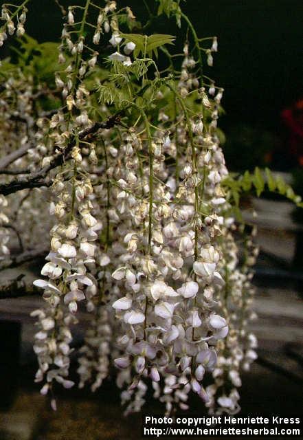 Photo: Wisteria 1.