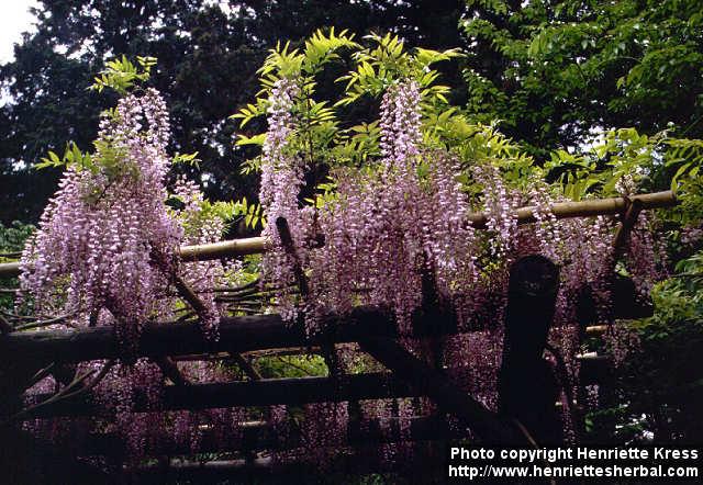 Photo: Wisteria 2.