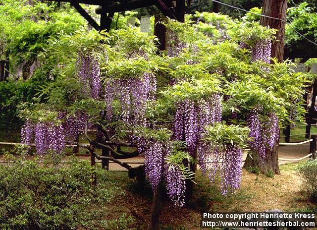 Photo: Wisteria 3.