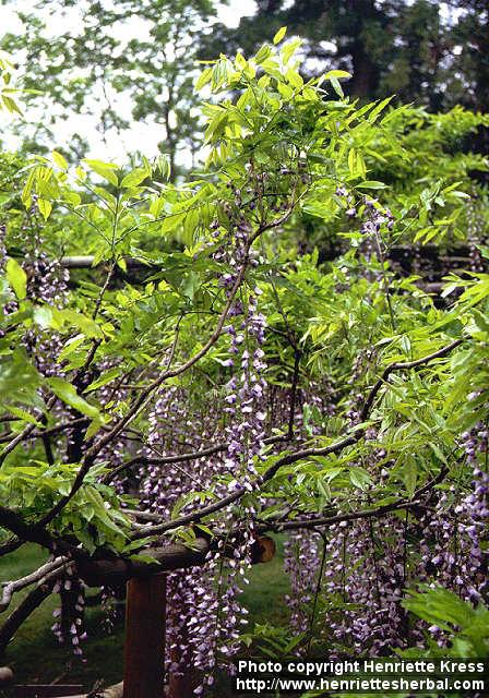 Photo: Wisteria 4.