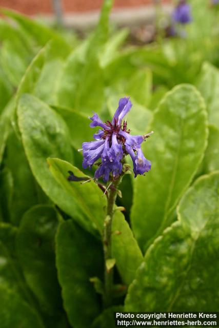 Photo: Wulfenia carinthiaca 1.