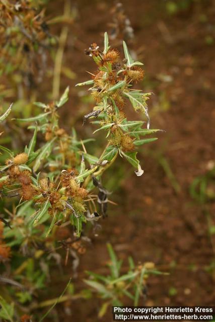 Photo: Xanthium spinosum 1.