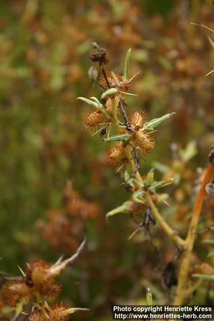 Photo: Xanthium spinosum 2.