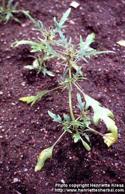 Photo: Xanthium spinosum.