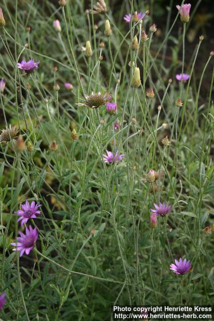 Photo: Xeranthemum annuum.