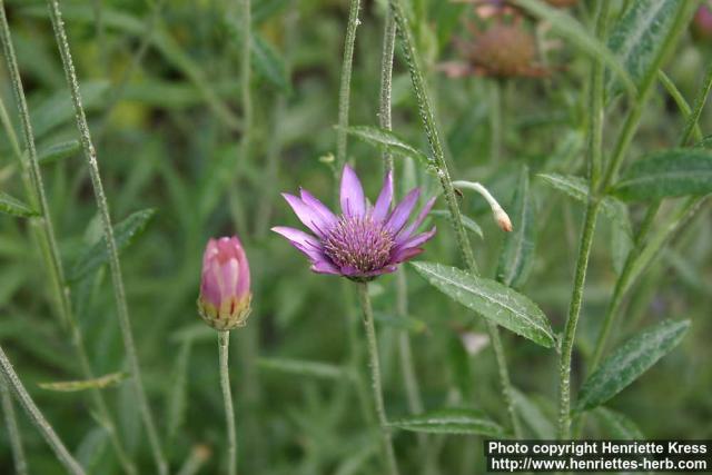 Photo: Xeranthemum annuum 1.