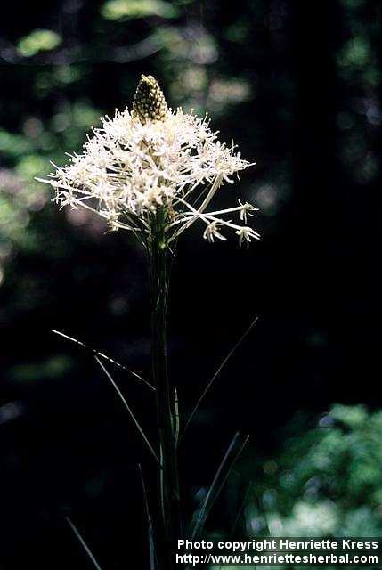 Photo: Xerophyllum tenax.