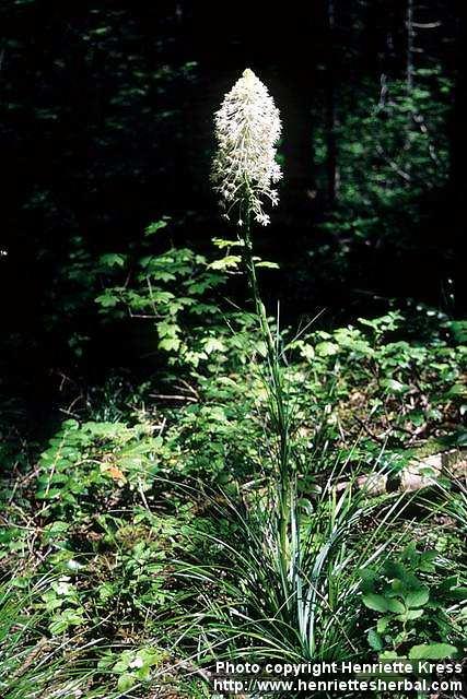 Photo: Xerophyllum tenax 2.