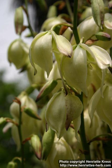 Photo: Yucca recurvifolia 2.