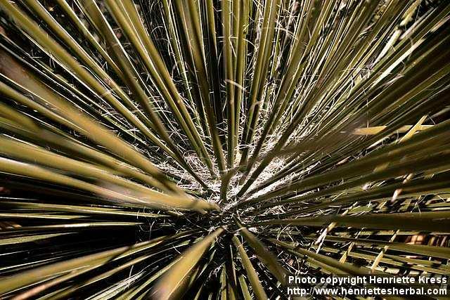 Photo: Yucca baccata.