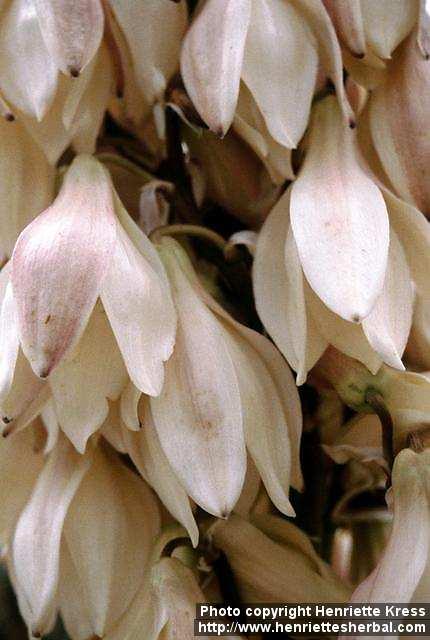 Photo: Yucca baccata 3.