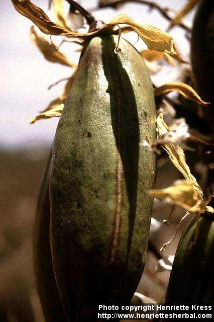 Photo: Yucca baccata 4.