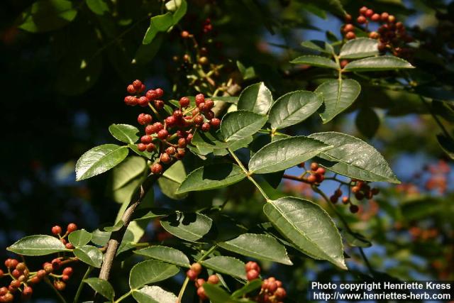 Photo: Zanthoxylum americanum 3.