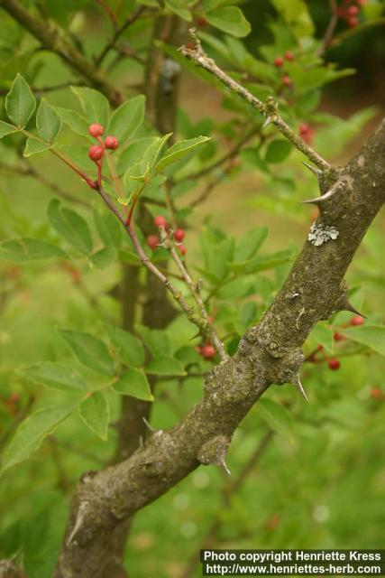 Photo: Zanthoxylum simulans 2.