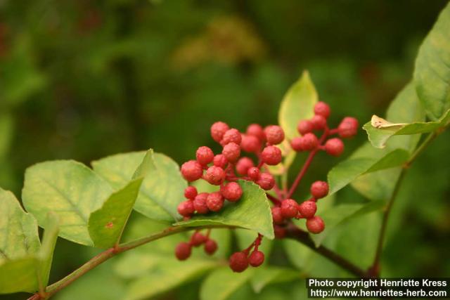 Photo: Zanthoxylum simulans 4.