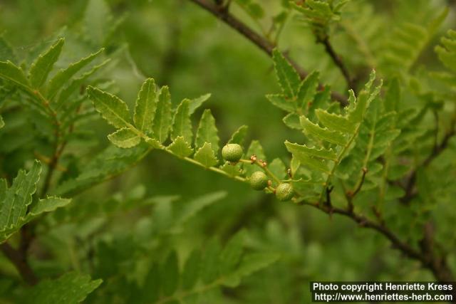 Photo: Zanthoxylum piperitum 5.