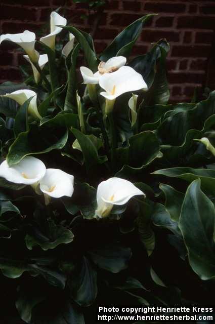 Photo: Zantedeschia aethiopica 1.