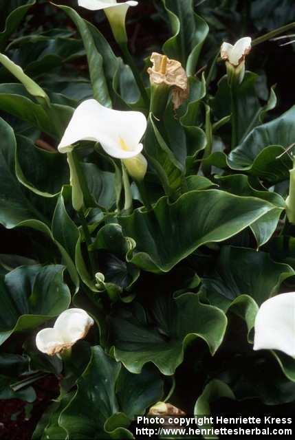 Photo: Zantedeschia aethiopica.