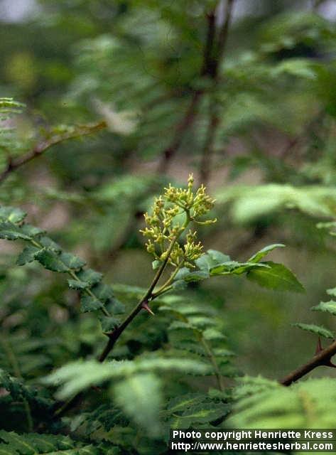 Photo: Zanthoxylum piperitum 2.