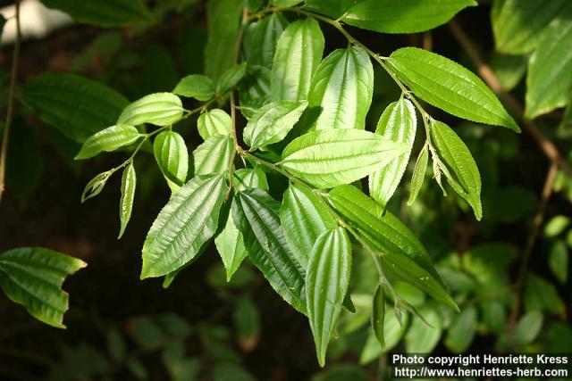 Photo: Ziziphus pubescens.