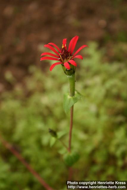 Photo: Zinnia peruviana.