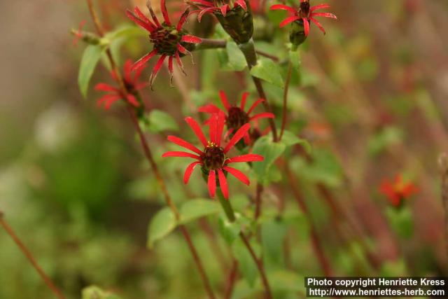 Photo: Zinnia peruviana 1.