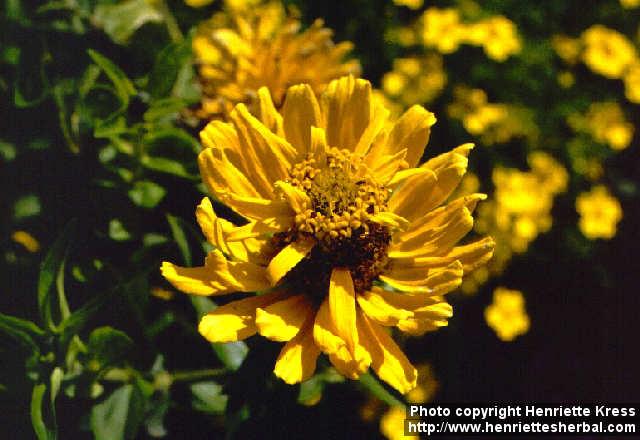 Photo: Zinnia elegans.