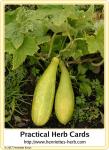 Herbcard 06.2017: Cucumber.