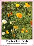 Herb card 07.2017, back: California Poppy.