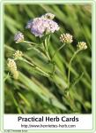 Herb card 12.2017: Yarrow.