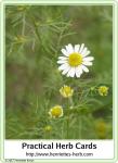 Herb card 18.2017: German chamomile.