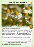 Herb card 18.2017: German chamomile.