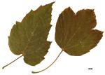 JDL: Acer sterculiaceum subsp. thomsonii 1.