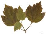 JDL: Acer sterculiaceum subsp. thomsonii 2.