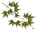 JDL: Acer palmatum subsp. palmatum 2.