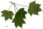 JDL: Acer erianthum 2.